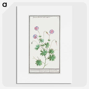 2-51_Anselmus-Boetius-de-Boodt_picture
