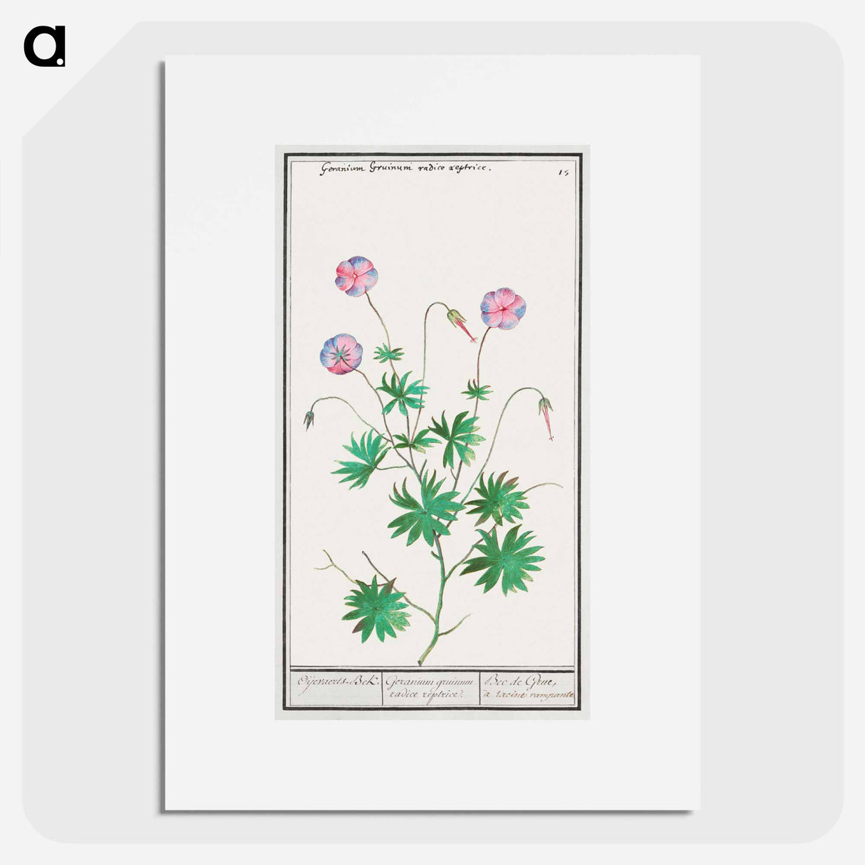 Pelargonium, Geranium - アンセルムス ボエティウス デ ブート Poster.