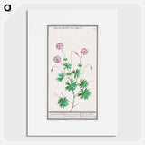 Pelargonium, Geranium - アンセルムス ボエティウス デ ブート Poster.