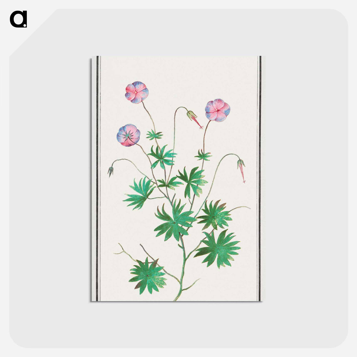 Pelargonium, Geranium - アンセルムス ボエティウス デ ブート Postcard.