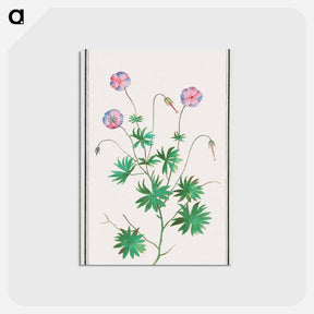 アートポストカード-Pelargonium, Geranium - アンセルムス ボエティウス デ ブート Postcard.