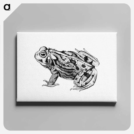 アートパネル-Great Plains Toad
 - 大英図書館 Canvas.