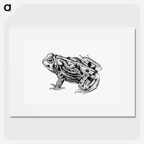 アートポスター-Great Plains Toad
 - 大英図書館 Poster.