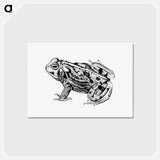 アートポストカード-Great Plains Toad
 - 大英図書館 Postcard.