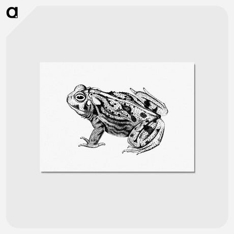 アートポストカード-Great Plains Toad
 - 大英図書館 Postcard.