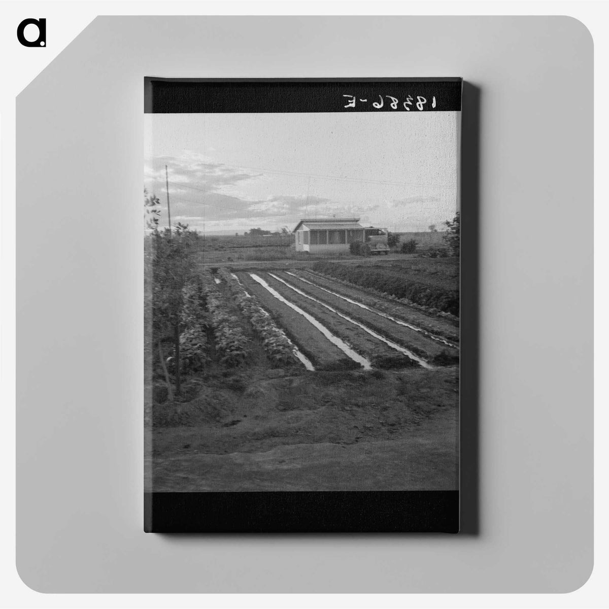 2-51_Dorothea-Lange_canvas