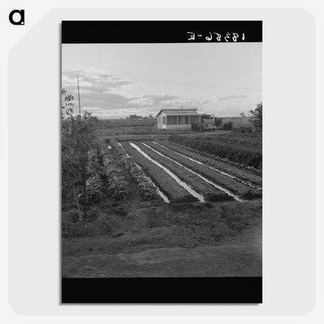 2-51_Dorothea-Lange_picture-crop