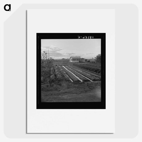 2-51_Dorothea-Lange_picture