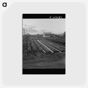 2-51_Dorothea-Lange_postcard