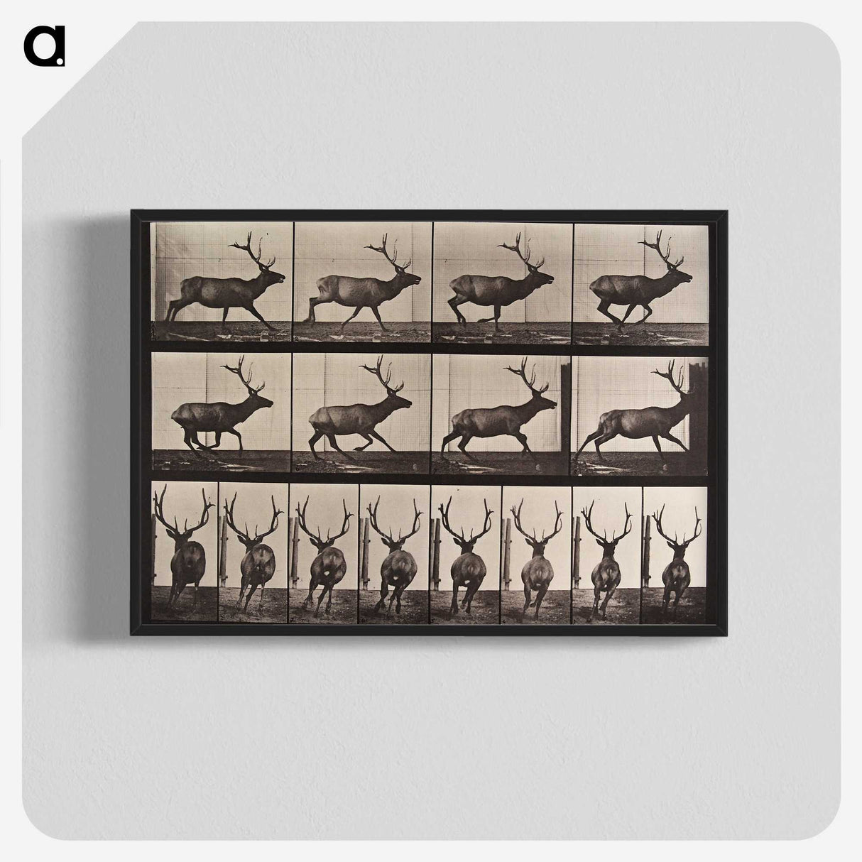 2-51_Eadweard-Muybridge_blk-crop