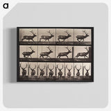 2-51_Eadweard-Muybridge_blk-crop