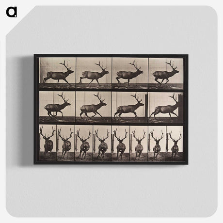 2-51_Eadweard-Muybridge_blk-crop