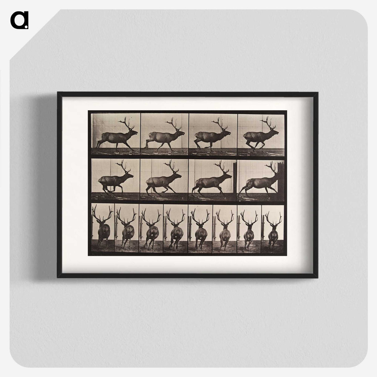 2-51_Eadweard-Muybridge_blk