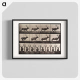 2-51_Eadweard-Muybridge_blk