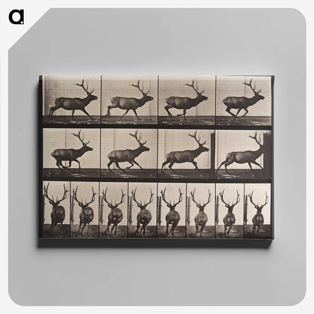 2-51_Eadweard-Muybridge_canvas