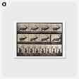 アートポストカード-Animal Locomotion Plate 695
 - エドワード マイブリッジ Postcard.
