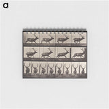 2-51_Eadweard-Muybridge_memo