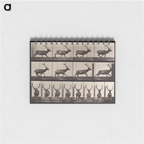 2-51_Eadweard-Muybridge_memo