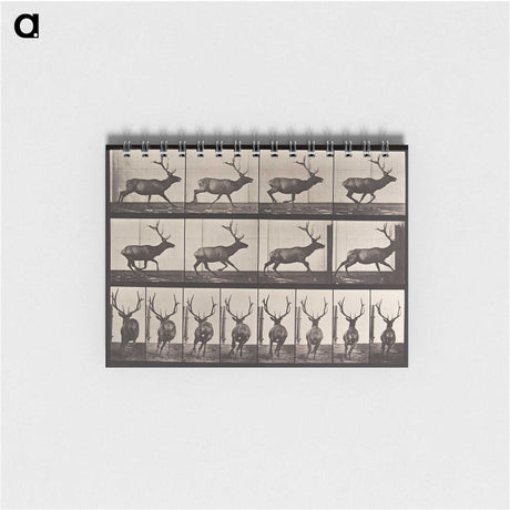 2-51_Eadweard-Muybridge_memo