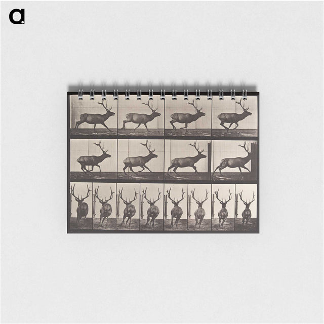 2-51_Eadweard-Muybridge_memo
