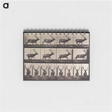 アートメモ帳-Animal Locomotion Plate 695
 - エドワード マイブリッジ Memo.