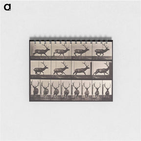 アートメモ帳-Animal Locomotion Plate 695
 - エドワード マイブリッジ Memo.