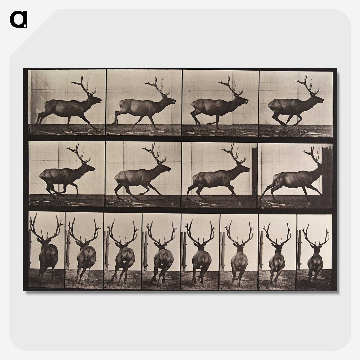 2-51_Eadweard-Muybridge_picture-crop
