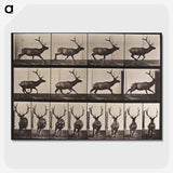 2-51_Eadweard-Muybridge_picture-crop