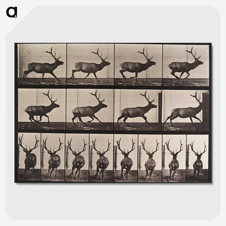 2-51_Eadweard-Muybridge_picture-crop