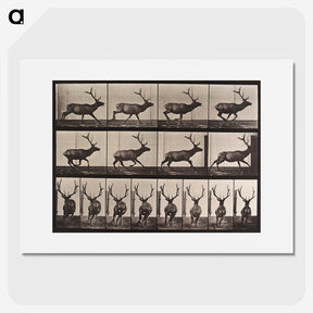 2-51_Eadweard-Muybridge_picture