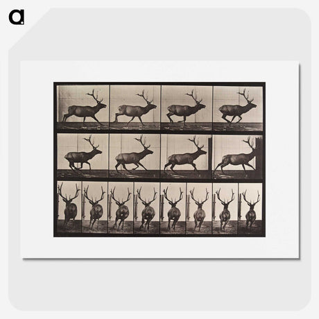2-51_Eadweard-Muybridge_picture