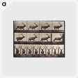 2-51_Eadweard-Muybridge_postcard