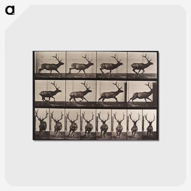 2-51_Eadweard-Muybridge_postcard