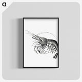 2-51_Ernst-Haeckel_blk-crop