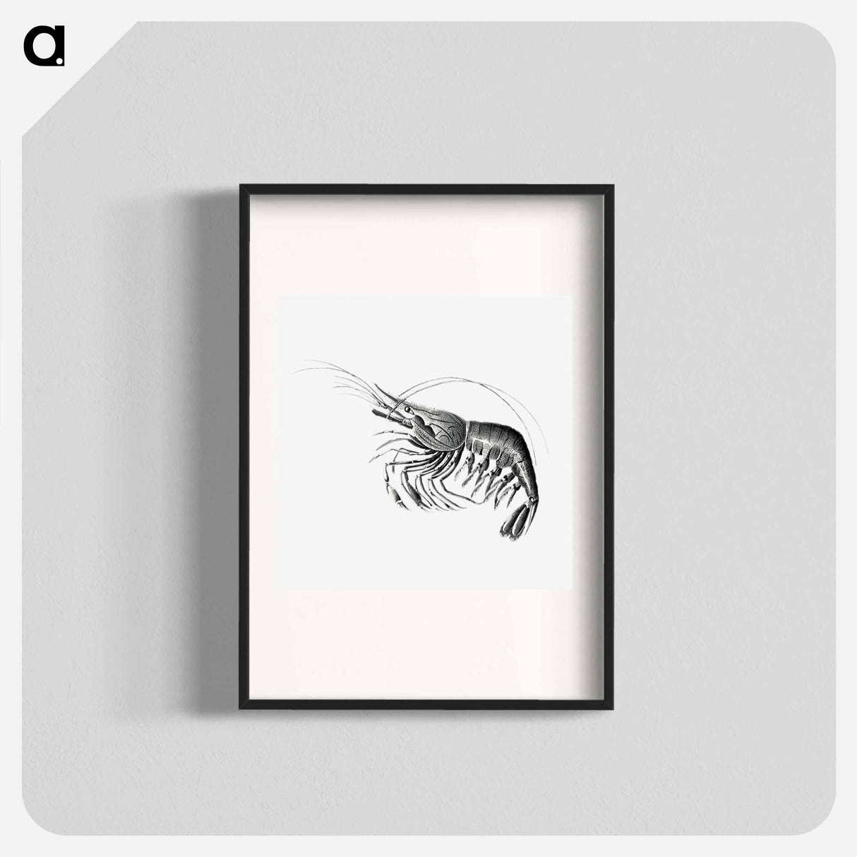 Vintage prawn marine life illustration - エルンスト ヘッケル Poster.