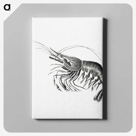 2-51_Ernst-Haeckel_canvas