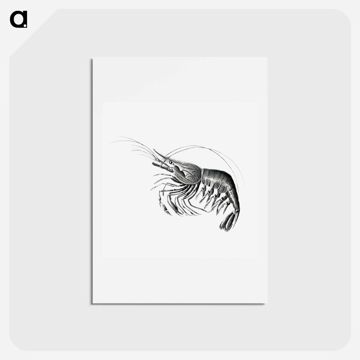 アートポストカード-Vintage prawn marine life illustration - エルンスト ヘッケル Postcard.