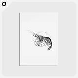 アートポストカード-Vintage prawn marine life illustration - エルンスト ヘッケル Postcard.