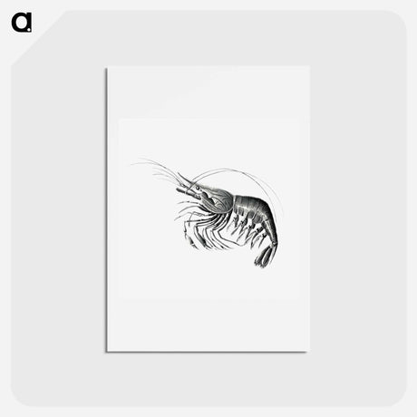 アートポストカード-Vintage prawn marine life illustration - エルンスト ヘッケル Postcard.