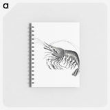 2-51_Ernst-Haeckel_memo
