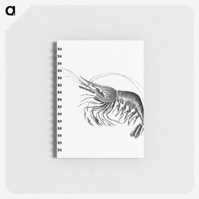2-51_Ernst-Haeckel_memo