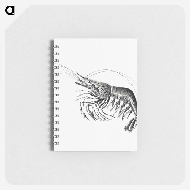 2-51_Ernst-Haeckel_memo