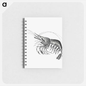 アートメモ帳-Vintage prawn marine life illustration - エルンスト ヘッケル Memo.