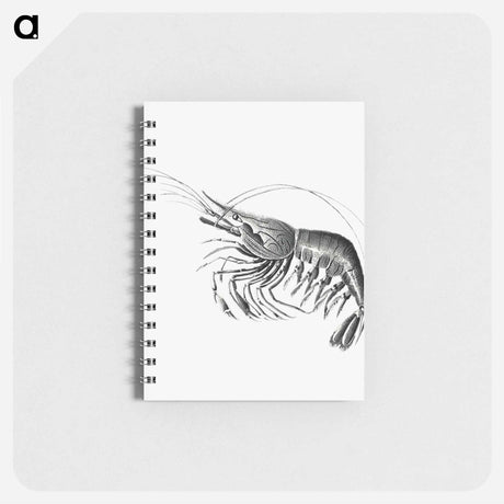 アートメモ帳-Vintage prawn marine life illustration - エルンスト ヘッケル Memo.
