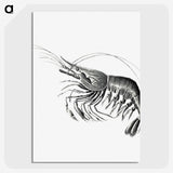 2-51_Ernst-Haeckel_picture-crop
