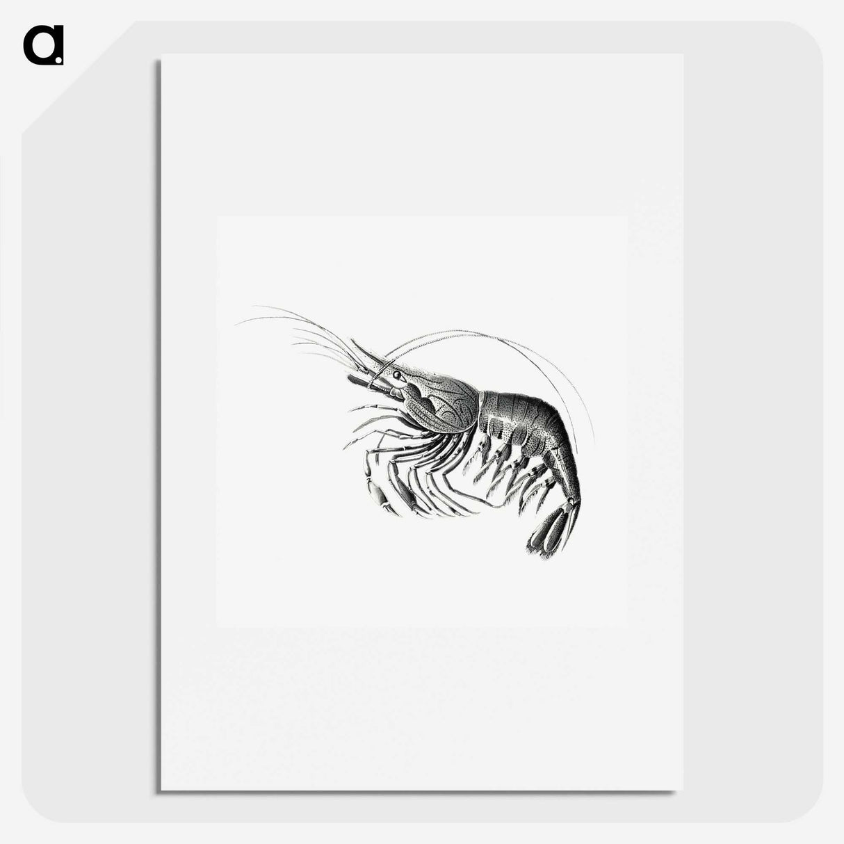 2-51_Ernst-Haeckel_picture