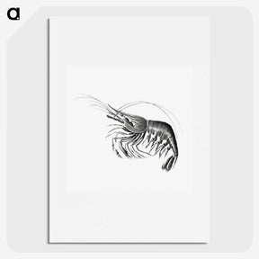 2-51_Ernst-Haeckel_picture