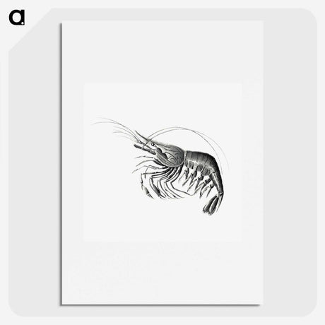 2-51_Ernst-Haeckel_picture