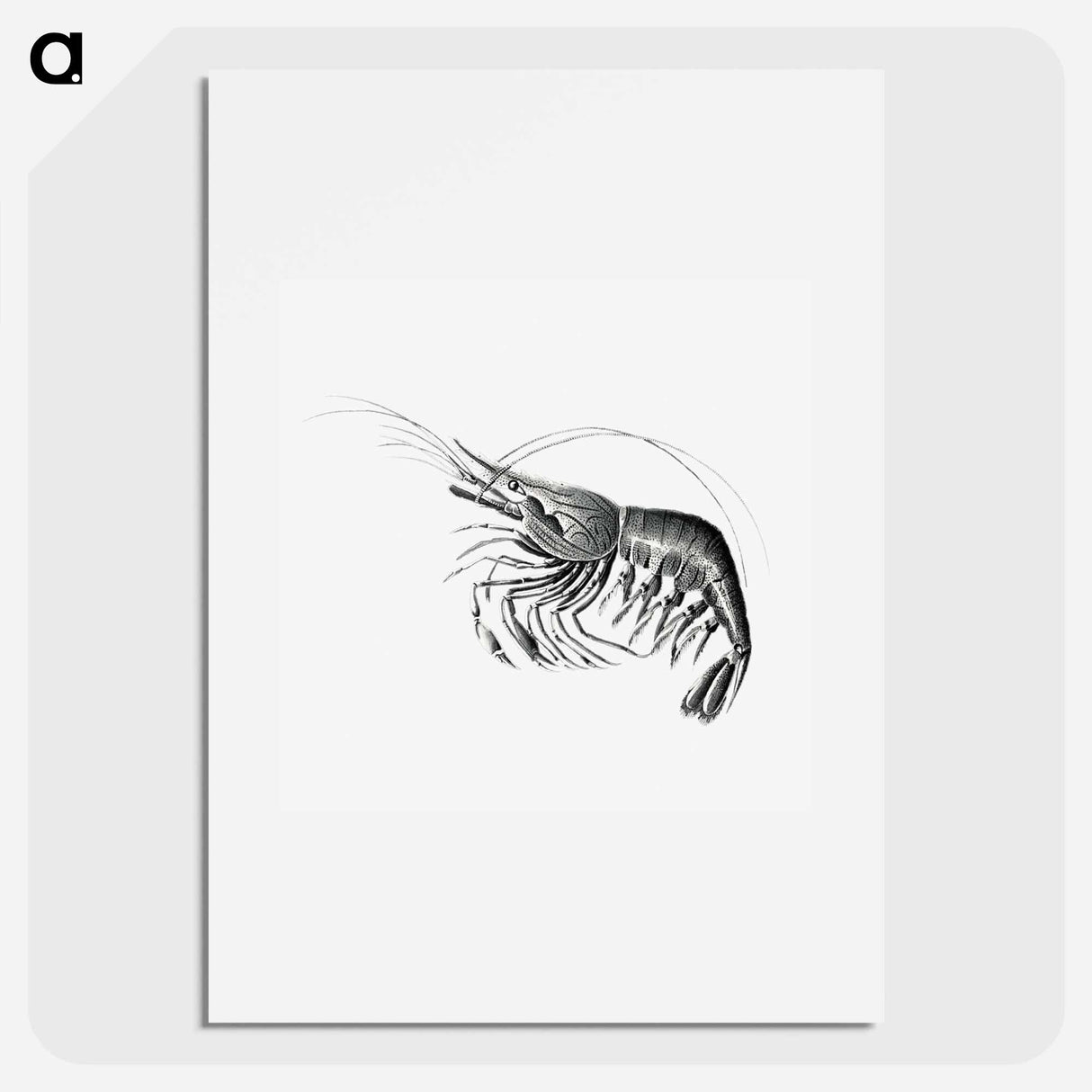 Vintage prawn marine life illustration - エルンスト ヘッケル Poster.