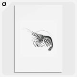 Vintage prawn marine life illustration - エルンスト ヘッケル Poster.